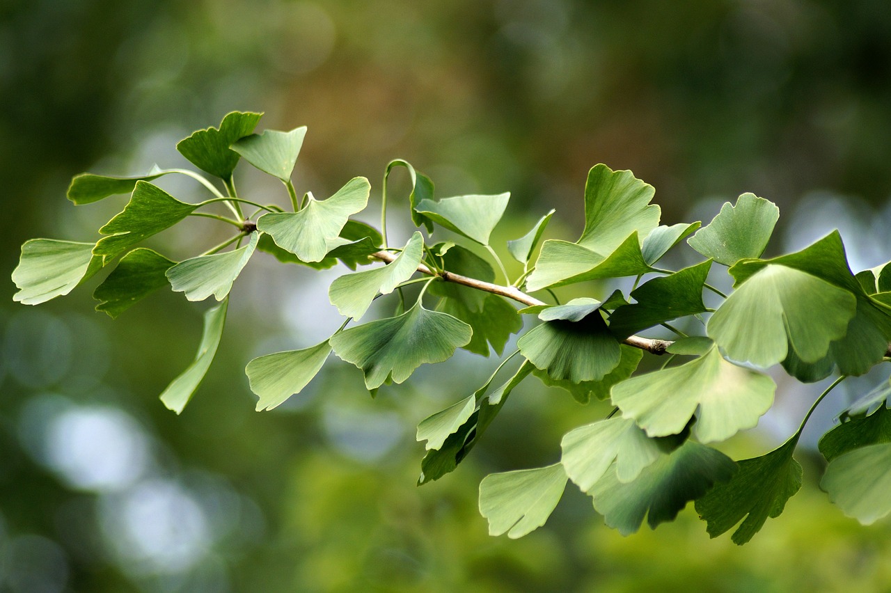 Vitamins And Asthma Gingko Biloba